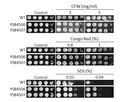 Cell wall stress phenotype
