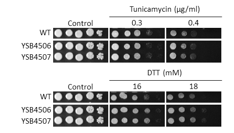 ER stress phenotype