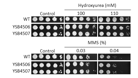 Genotoxic stress phenotype