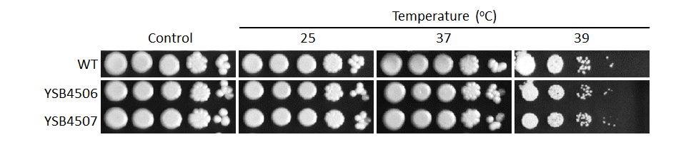 Growth phenotype