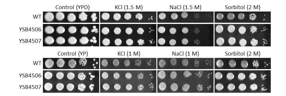 Osmotic stress phenotype