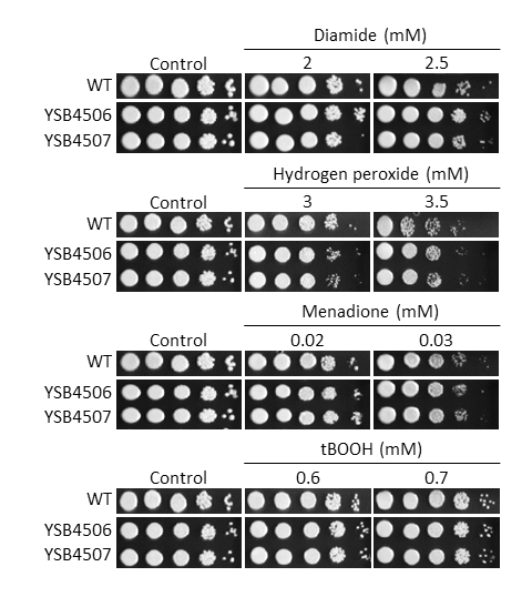 Oxidative stress phenotype