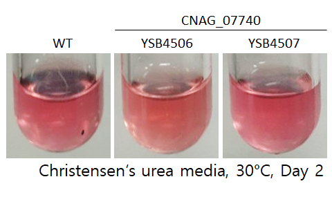 Urease phenotype