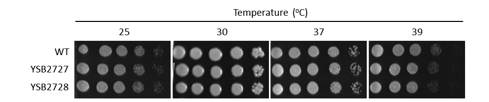 Growth phenotype for CNAG_00031T1