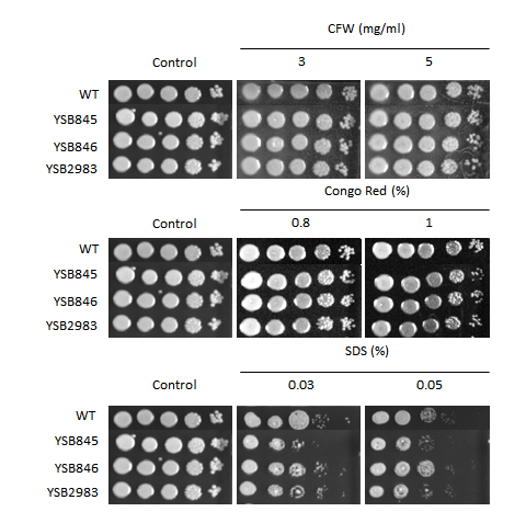 Cell wall stress phenotype for CNAG_01069T0