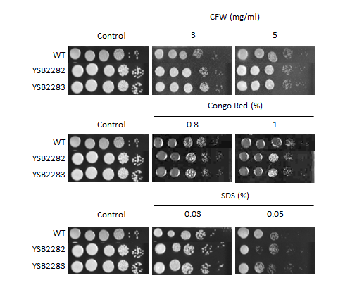 Cell wall stress phenotype for CNAG_01858T0