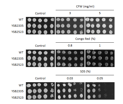 Cell wall stress phenotype for CNAG_01948T0
