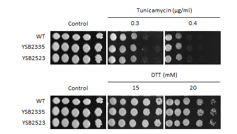 ER stress phenotype for CNAG_01948T0
