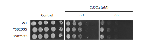 Heavy metal stress phenotype for CNAG_01948T0