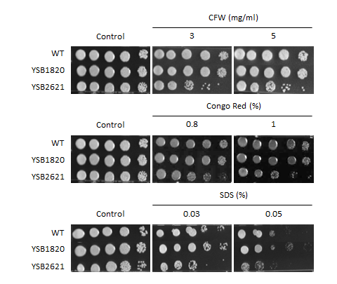 Cell wall stress phenotype for CNAG_01977T0