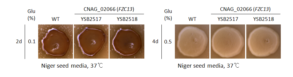 Melanin phenotype for CNAG_02066T0