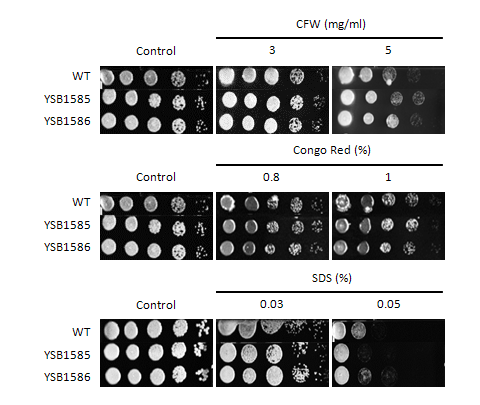 Cell wall stress phenotype for CNAG_02241T0