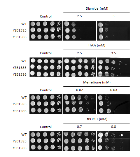 Oxidative stress phenotype for CNAG_02241T0