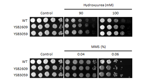 Genotoxic stress phenotype for CNAG_02516T2