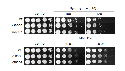 Genotoxic stress phenotype for CNAG_02774T0