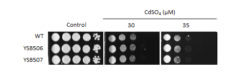 Heavy metal stress phenotype for CNAG_02774T0