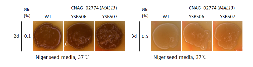Melanin phenotype for CNAG_02774T0