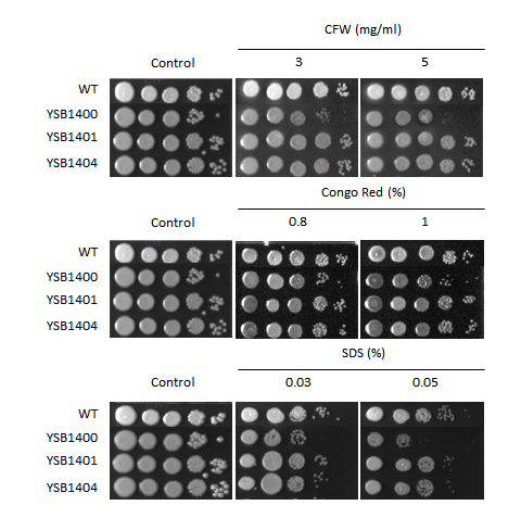 Cell wall stress phenotype for CNAG_03132T0