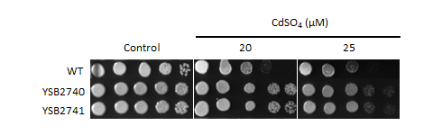 Heavy metal stress phenotype for CNAG_03366T1