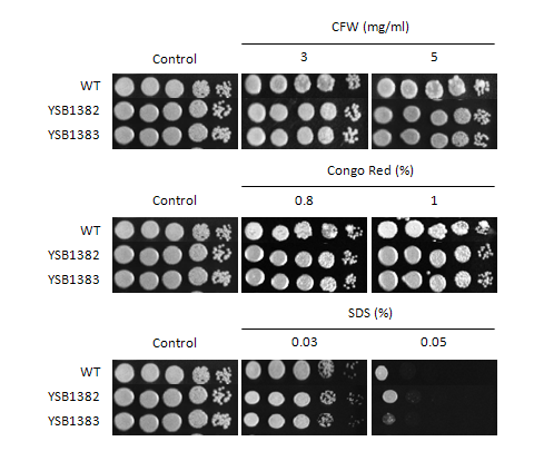 Cell wall stress phenotype for CNAG_03527T0