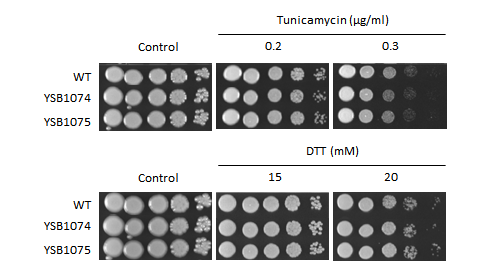 ER stress phenotype for CNAG_03561T0