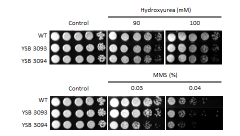 Genotoxic stress phenotype for CNAG_03741T0
