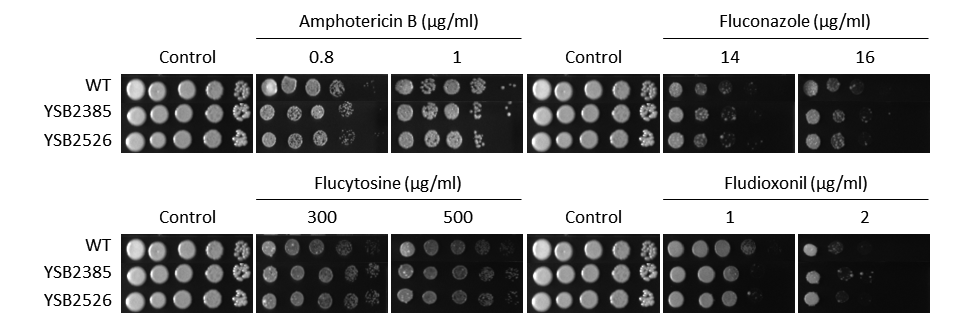 Antifungal drug susceptibility for CNAG_03768T0