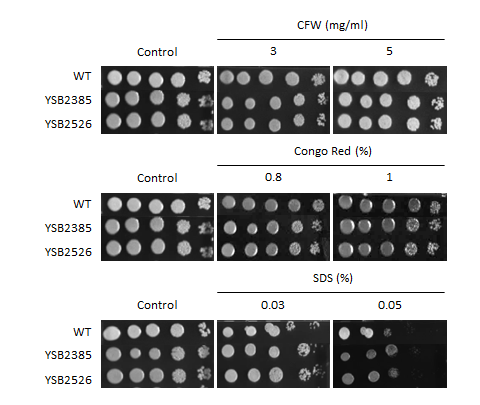 Cell wall stress phenotype for CNAG_03768T0