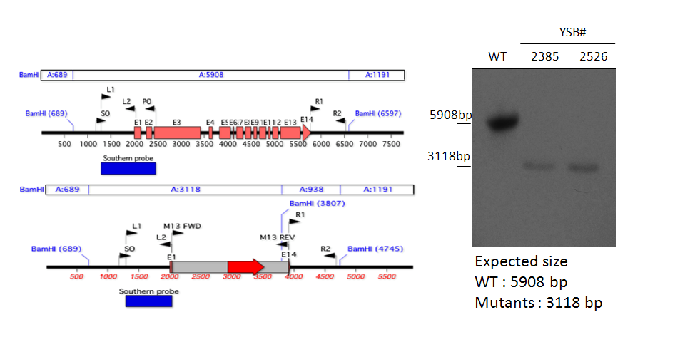 Gene disruption strategy for CNAG_03768T0