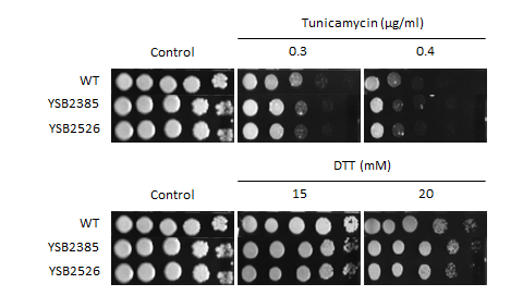 ER stress phenotype for CNAG_03768T0