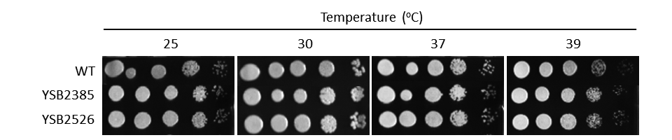 Growth phenotype for CNAG_03768T0