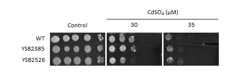 Heavy metal stress phenotype for CNAG_03768T0