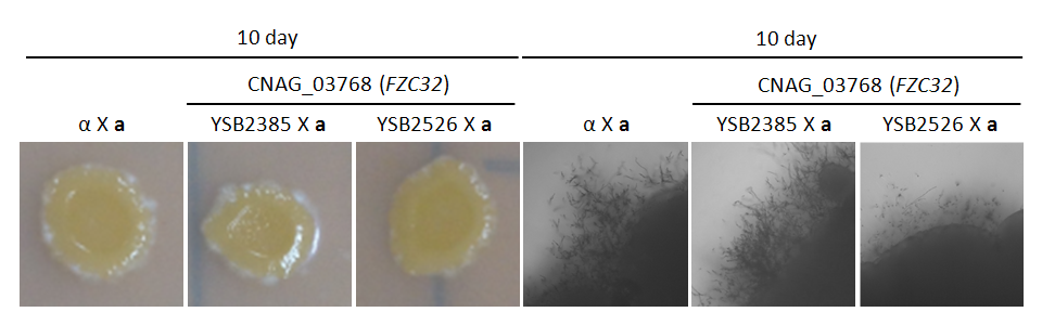 Mating phenotype for CNAG_03768T0