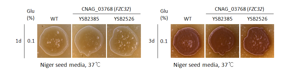 Melanin phenotype for CNAG_03768T0