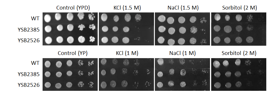 Osmotic stress phenotype for CNAG_03768T0