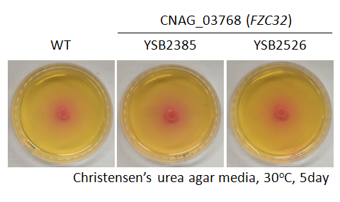 Urease phenotype for CNAG_03768T0