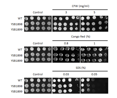Cell wall stress phenotype for CNAG_03902T0