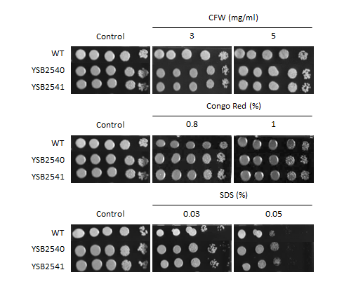 Cell wall stress phenotype for CNAG_04352T0