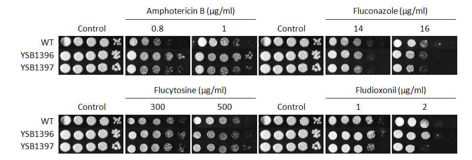Antifungal drug susceptibility for CNAG_04353T0