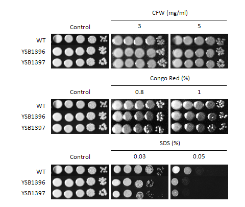Cell wall stress phenotype for CNAG_04353T0