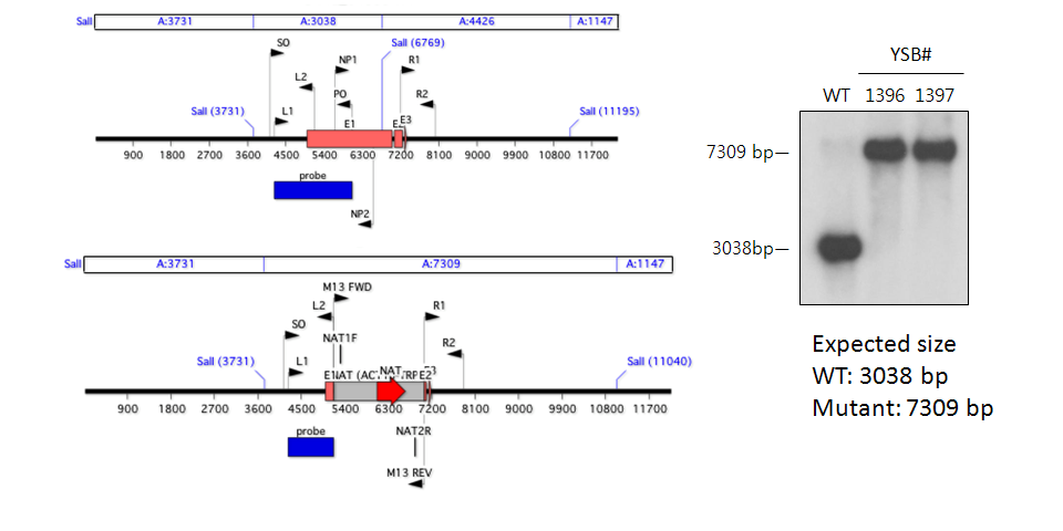 Gene disruption strategy for CNAG_04353T0