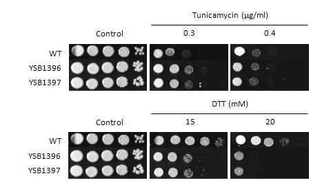 ER stress phenotype for CNAG_04353T0