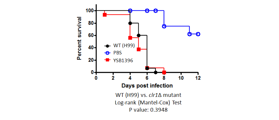 Galleria mellonella virulence data for CNAG_04353T0