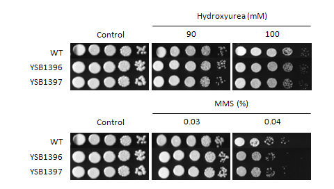 Genotoxic stress phenotype for CNAG_04353T0