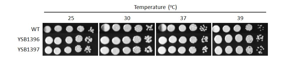 Growth phenotype for CNAG_04353T0
