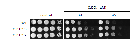 Heavy metal stress phenotype for CNAG_04353T0