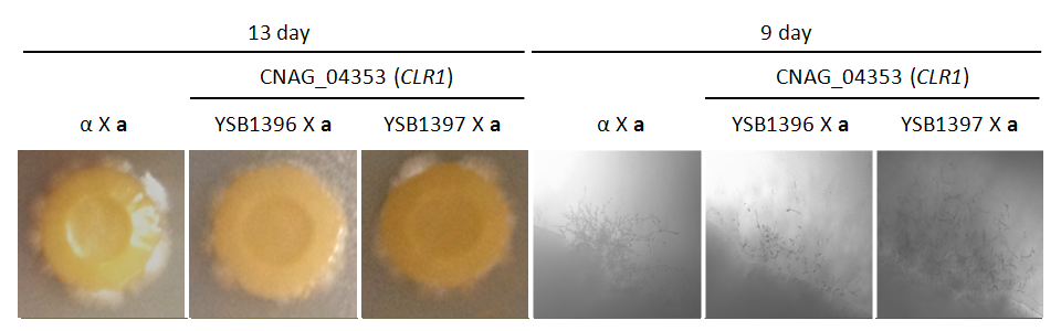 Mating phenotype for CNAG_04353T0
