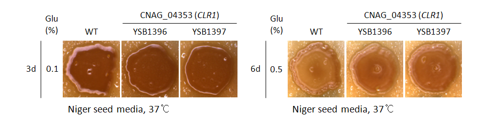 Melanin phenotype for CNAG_04353T0