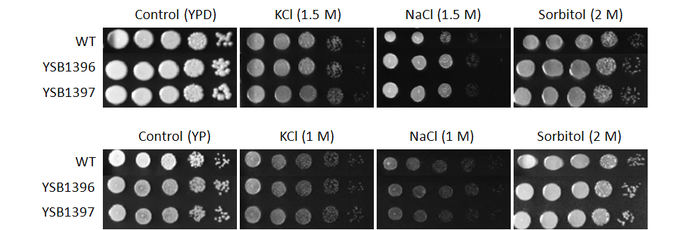 Osmotic stress phenotype for CNAG_04353T0