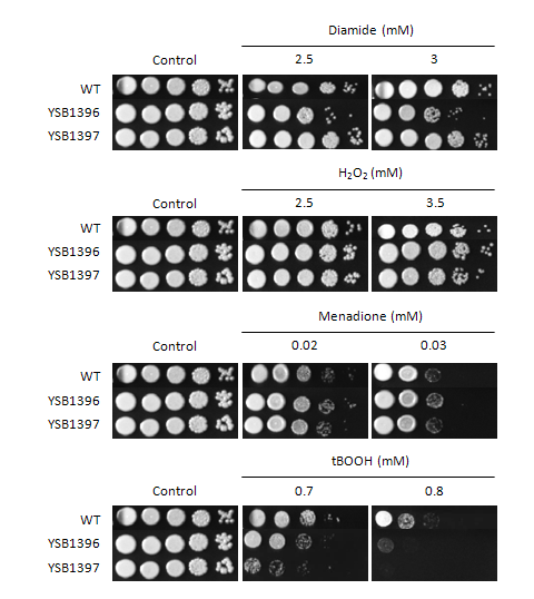 Oxidative stress phenotype for CNAG_04353T0